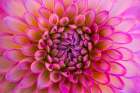 Pink, white arbatax dahlia blossom, Bellevue Botanical Garden, Washington State, Usa. Art Print